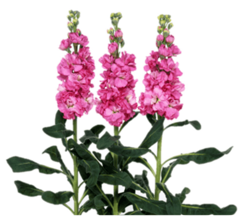 Stock Iron Rose Pink Flower Seeds - ChhajedGarden.com