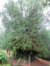 Bambusa arundinesia Seeds - 1 Kg - CGASPL
