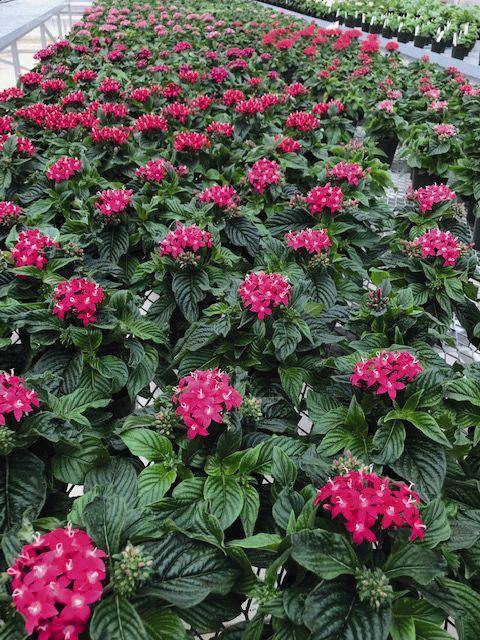 Pentas Graffiti 20/20 Fuchsia Flower Seeds - CGASPL