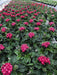 Pentas Graffiti 20/20 Fuchsia Flower Seeds - CGASPL