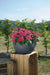 Pentas Graffiti 20/20 Fuchsia Flower Seeds - CGASPL