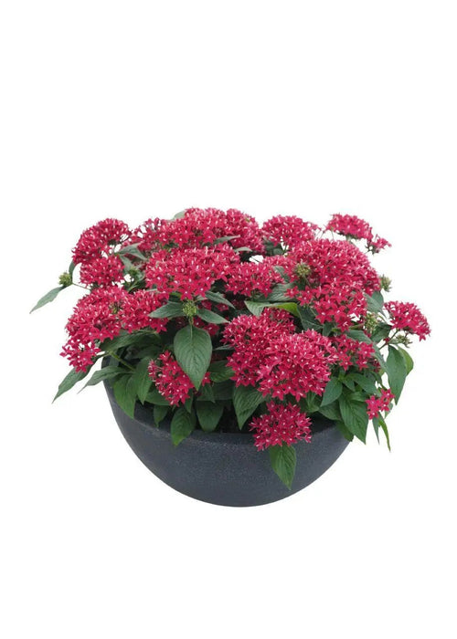 Pentas Graffiti 20/20 Fuchsia Flower Seeds - CGASPL
