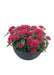 Pentas Graffiti 20/20 Fuchsia Flower Seeds - CGASPL