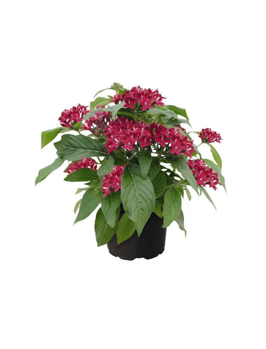 Pentas Graffiti 20/20 Fuchsia Flower Seeds - CGASPL