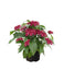 Pentas Graffiti 20/20 Fuchsia Flower Seeds - CGASPL