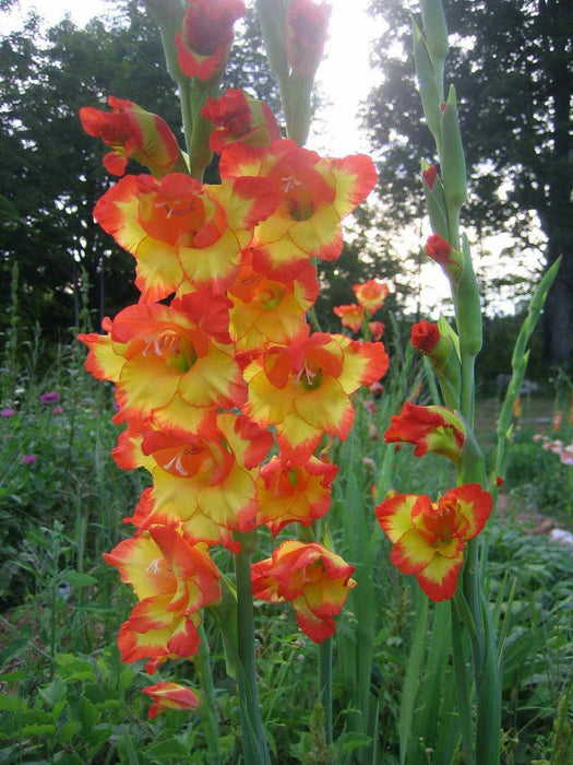 Gladiolus Orange/Yellow Bio-Color Flower Bulbs (Pack of 12 Bulbs ) - CGASPL