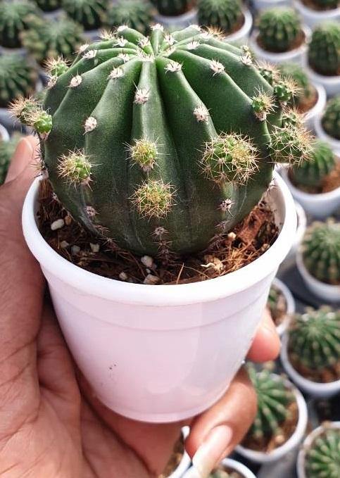 Echinopsis Oxygona Non-Grafted Cactus - CGASPL