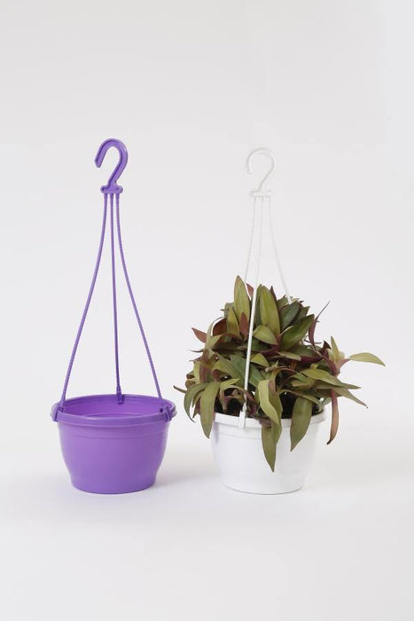 7 Inch Hanging Pot Violet (Pack of 12) - CGASPL