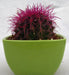 Echinocactus grusonii Painted Non-Grafted Purple Cactus