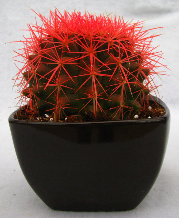 Echinocactus grusonii Painted Non-Grafted Orange Cactus