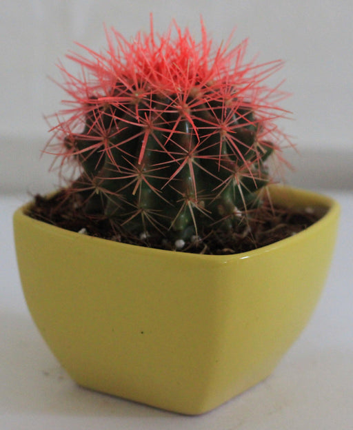 Echinocactus grusonii Painted Non-Grafted Pink-Orange Cactus