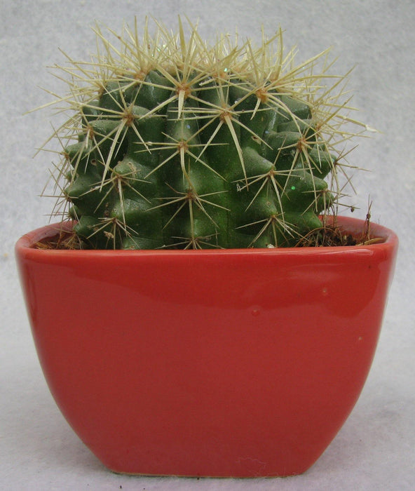 Echinocactus grusonii Painted Non-Grafted White Cactus