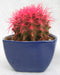 Echinocactus grusonii Painted Non-Grafted Rose Cactus
