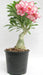 935 Bicolor Adenium Double Layer White Pink Flower Plant