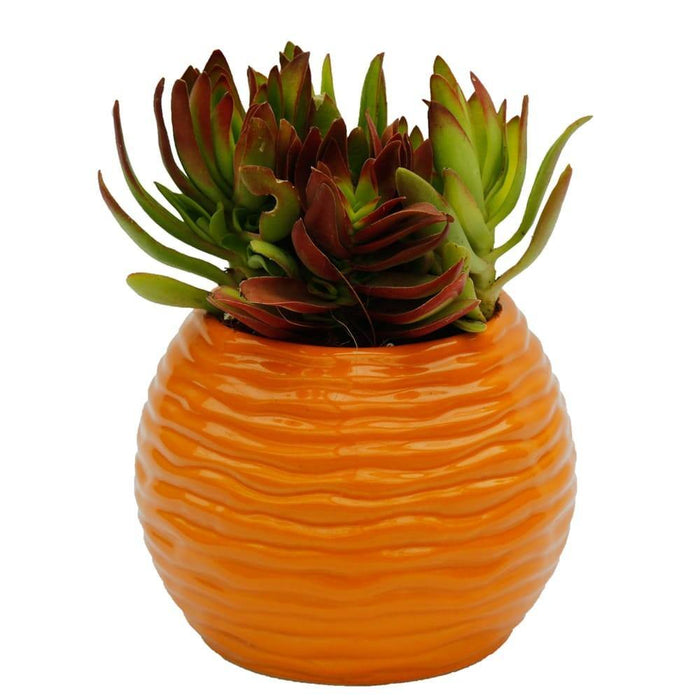 Minimalistic ceramic planter for small to medium-sized plants