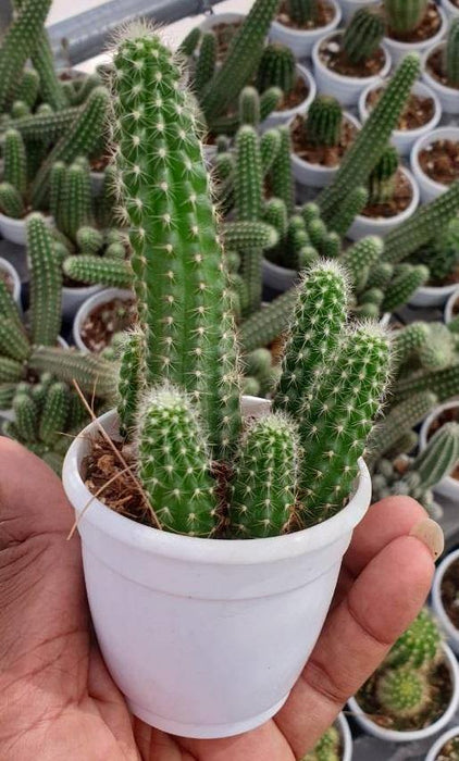 Echinopsis Spachiana Non-Grafted Cactus - CGASPL