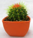 Echinocactus grusonii Painted Non-Grafted Green-Orange Cactus