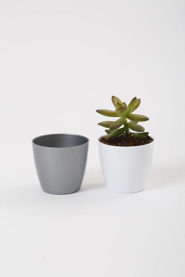 2.5 Inch Gray Singapore Pot (67mm) – ChhajedGarden.com
