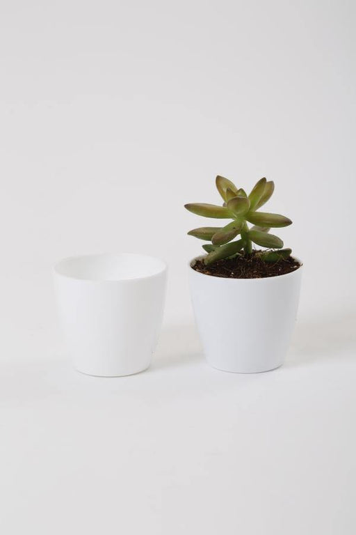 White Plant Pots Outdoor | 2.5 Inch White Pot | Chhajed Garden