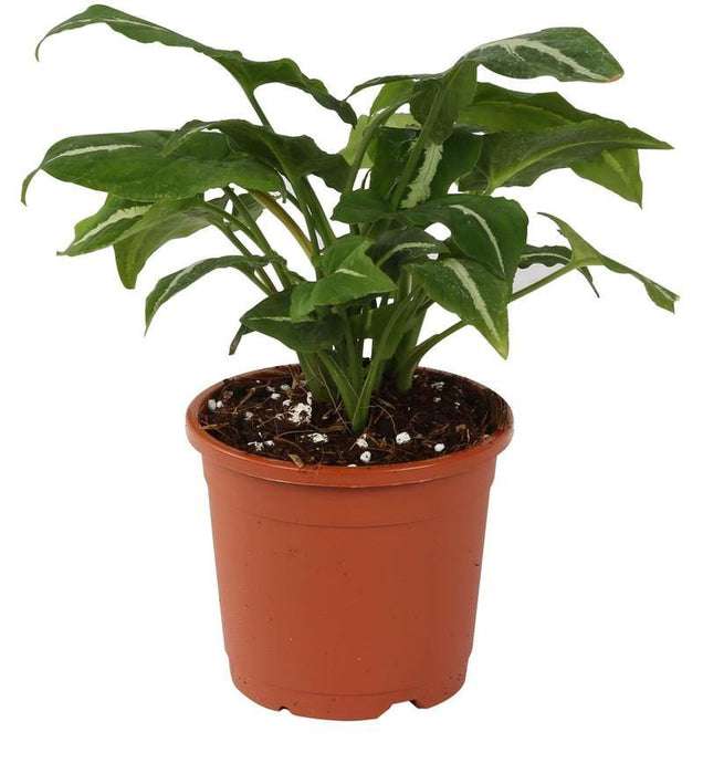 Plant Pot Terracotta | 10" Flower Pot Terracotta | ChhajedGarden