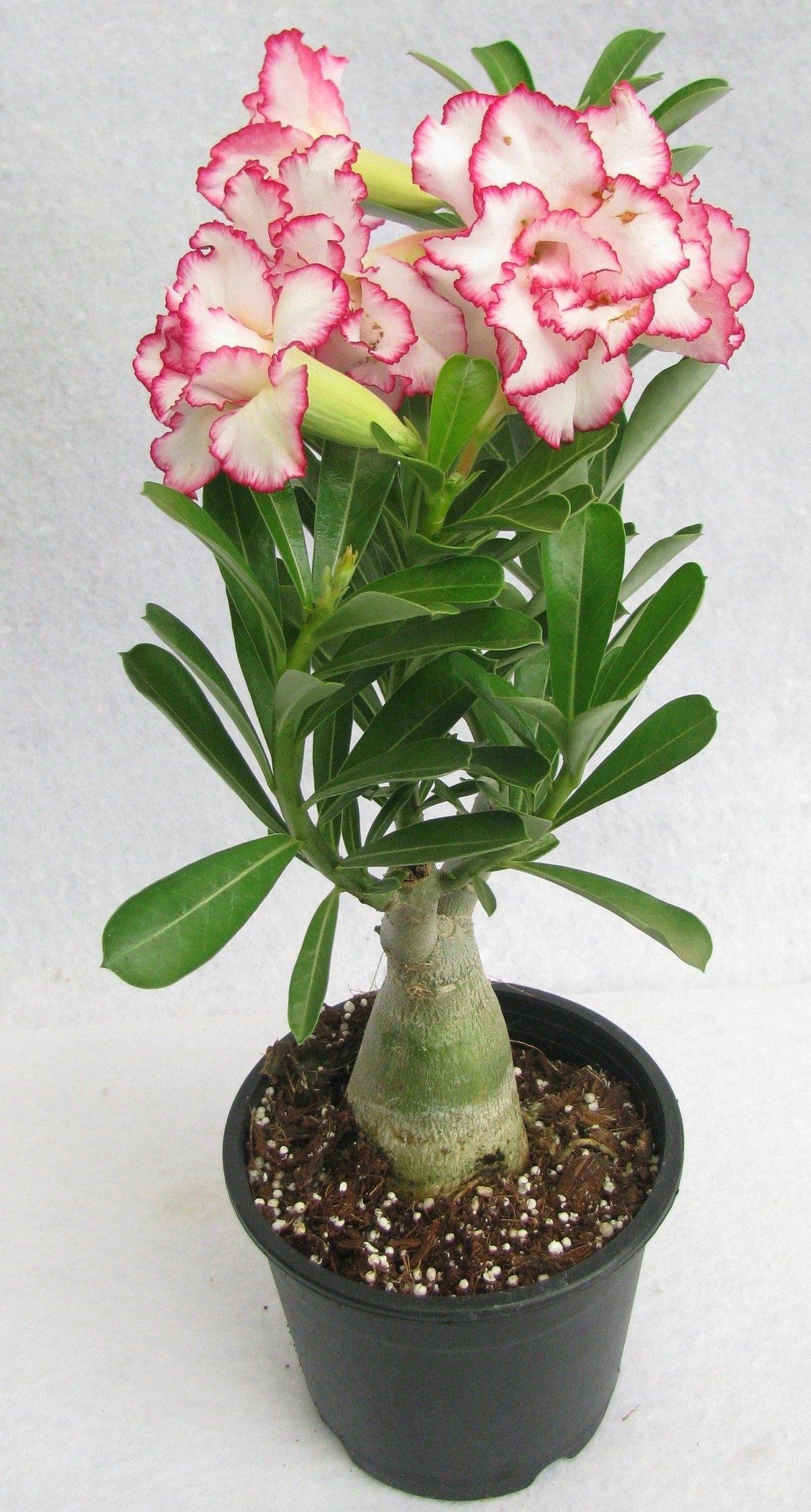 Shop Bi-color Adenium Double Layer White Pink Flower Plant (Standard ...