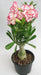 935 Bi-color Adenium Double Layer White Pink Flower Plant - CGASPL