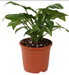 4.5" Sunrise Terracotta Colour Flower Pot (11 cm)-Terracotta - CGASPL