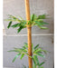 Artificial Bamboo Shoot - CGASPL