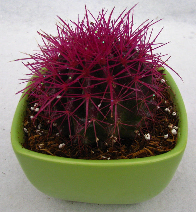 Echinocactus grusonii Painted Non-Grafted Purple Cactus - CGASPL