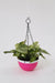 Double Color Small Hanging Pot (Pink) - CGASPL