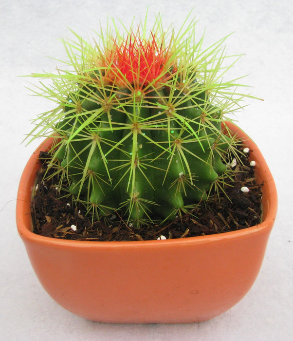 Echinocactus grusonii Painted Non-Grafted Green-Orange Cactus - CGASPL