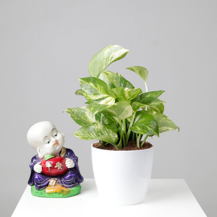 Money Plant Combo with Plastic Pot and Fertilizer Free, Pot Height 4" and Potted Plant Height 6"