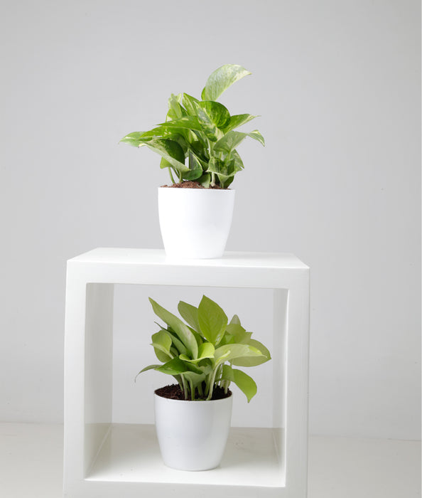 Money Plant Combo with Plastic Pot and Fertilizer Free, Pot Height 4" and Potted Plant Height 6"