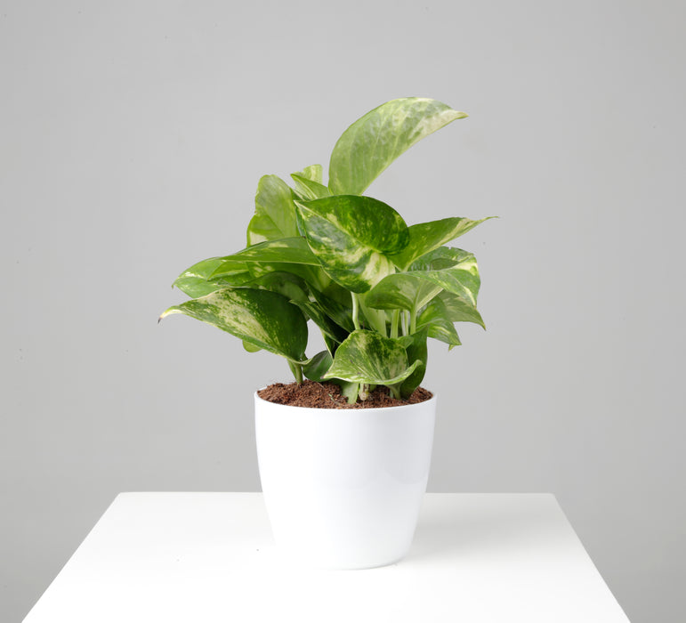 Variegated Money Plant with Pot