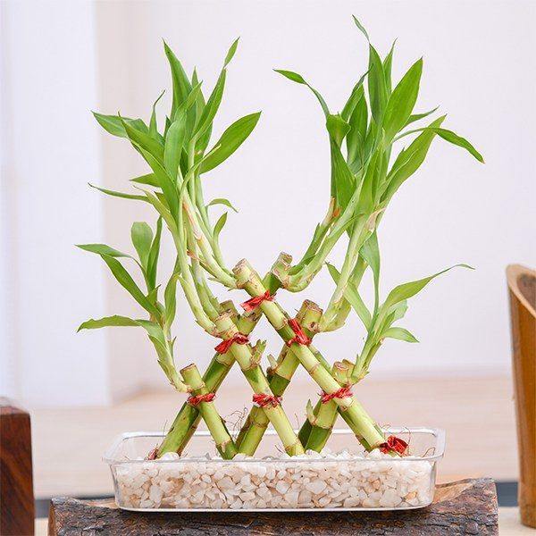 pebbles for lucky bamboo plants 3 Layer Pyramid Lucky Bamboo – ChhajedGarden.com
