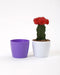3.5 Inch Violet Singapore Pot (Pack of 12) - CGASPL