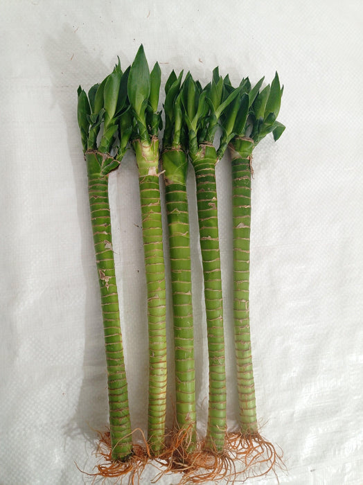 Lotus Bamboo Live Plants 30 cm (3 Sticks) - ChhajedGarden.com
