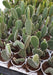 White Bunny Ear Cactus (Opuntia Microdasys Pallida) - CGASPL
