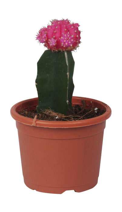 Gymnocalycium Mihanovichii Var.Friedrichii Pink Moon Cactus - CGASPL