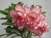 935 Bi-color Adenium Double Layer White Pink Flower Plant - CGASPL