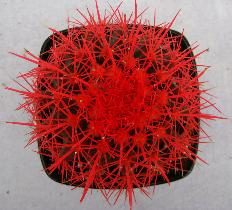 Echinocactus grusonii Painted Non-Grafted Orange Cactus - CGASPL