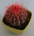 Echinocactus grusonii Painted Non-Grafted Pink-Orange Cactus - CGASPL