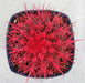 Echinocactus grusonii Painted Non-Grafted Rose Cactus - CGASPL