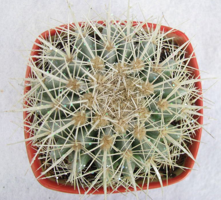 Echinocactus grusonii Painted Non-Grafted White Cactus - CGASPL