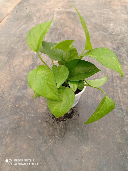 aglaonema hanging basket Money, Snake, and Aglaonema Plant Set