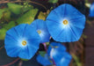 Ipomoea Morning Glory Heavenly Blue Seeds 25 Grams - CGASPL