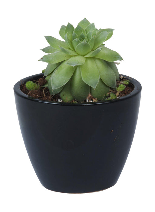 Ceramic plant pot in black