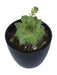Mini ceramic pot set for plants