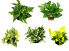 Pack of Five Indoor Money Plants in Pots