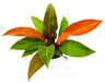 Philodendron Sunshine Plant - CGASPL